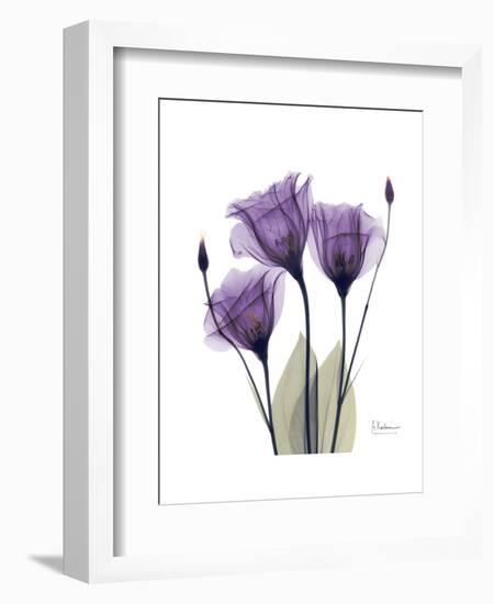 Purple Gentian Triplet-Albert Koetsier-Framed Premium Giclee Print