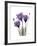 Purple Gentian Triplet-Albert Koetsier-Framed Premium Giclee Print