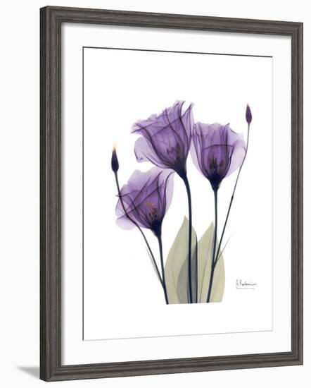 Purple Gentian Triplet-Albert Koetsier-Framed Premium Giclee Print