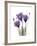 Purple Gentian Triplet-Albert Koetsier-Framed Premium Giclee Print