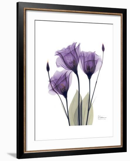 Purple Gentian Triplet-Albert Koetsier-Framed Premium Giclee Print