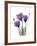 Purple Gentian Triplet-Albert Koetsier-Framed Premium Giclee Print