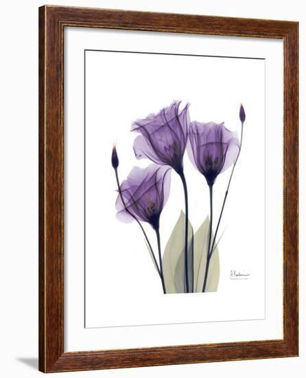 Purple Gentian Triplet-Albert Koetsier-Framed Premium Giclee Print