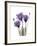 Purple Gentian Triplet-Albert Koetsier-Framed Premium Giclee Print