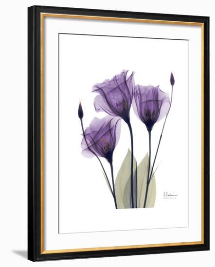 Purple Gentian Triplet-Albert Koetsier-Framed Premium Giclee Print