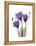 Purple Gentian Triplet-Albert Koetsier-Framed Stretched Canvas