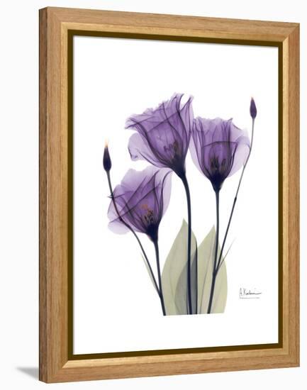 Purple Gentian Triplet-Albert Koetsier-Framed Stretched Canvas