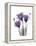 Purple Gentian Triplet-Albert Koetsier-Framed Stretched Canvas