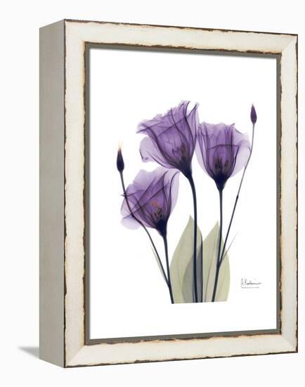 Purple Gentian Triplet-Albert Koetsier-Framed Stretched Canvas