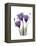 Purple Gentian Triplet-Albert Koetsier-Framed Stretched Canvas