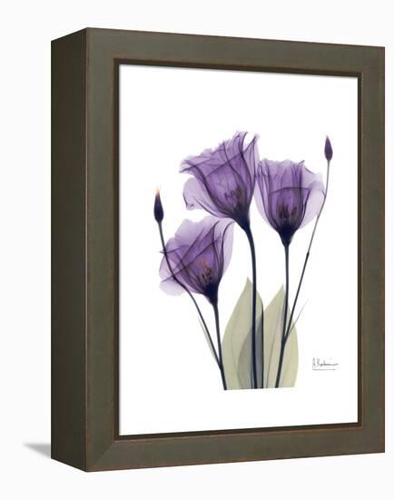 Purple Gentian Triplet-Albert Koetsier-Framed Stretched Canvas