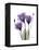 Purple Gentian Triplet-Albert Koetsier-Framed Stretched Canvas