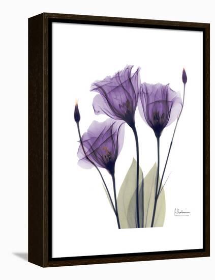 Purple Gentian Triplet-Albert Koetsier-Framed Stretched Canvas