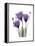 Purple Gentian Triplet-Albert Koetsier-Framed Stretched Canvas