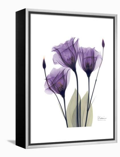 Purple Gentian Triplet-Albert Koetsier-Framed Stretched Canvas