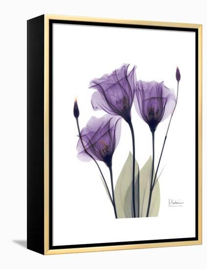 Purple Gentian Triplet-Albert Koetsier-Framed Stretched Canvas