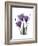 Purple Gentian Triplet-Albert Koetsier-Framed Premium Giclee Print