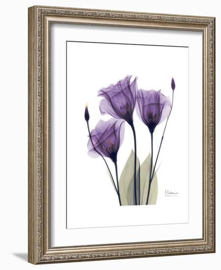 Purple Gentian Triplet-Albert Koetsier-Framed Premium Giclee Print