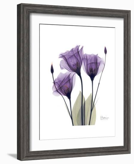 Purple Gentian Triplet-Albert Koetsier-Framed Premium Giclee Print