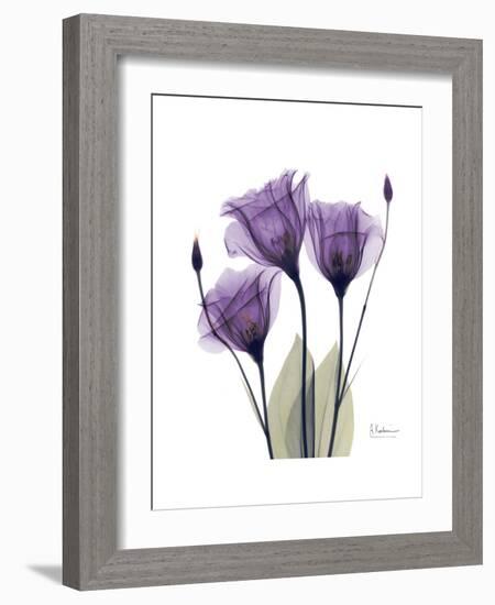 Purple Gentian Triplet-Albert Koetsier-Framed Premium Giclee Print