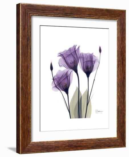 Purple Gentian Triplet-Albert Koetsier-Framed Premium Giclee Print