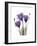 Purple Gentian Triplet-Albert Koetsier-Framed Premium Giclee Print