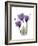 Purple Gentian Triplet-Albert Koetsier-Framed Premium Giclee Print