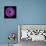 Purple Gerbera Daisy-Jim Christensen-Framed Premier Image Canvas displayed on a wall