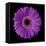 Purple Gerbera Daisy-Jim Christensen-Framed Premier Image Canvas