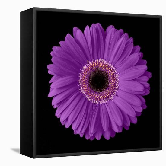 Purple Gerbera Daisy-Jim Christensen-Framed Premier Image Canvas