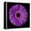 Purple Gerbera Daisy-Jim Christensen-Framed Premier Image Canvas