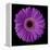 Purple Gerbera Daisy-Jim Christensen-Framed Premier Image Canvas