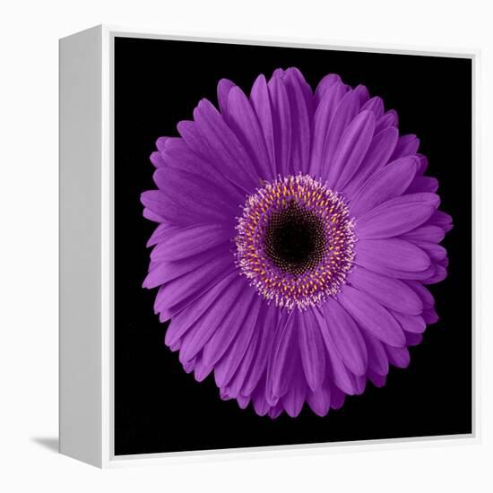 Purple Gerbera Daisy-Jim Christensen-Framed Premier Image Canvas