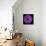 Purple Gerbera Daisy-Jim Christensen-Photographic Print displayed on a wall