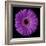 Purple Gerbera Daisy-Jim Christensen-Framed Photographic Print