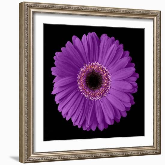 Purple Gerbera Daisy-Jim Christensen-Framed Photographic Print