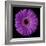 Purple Gerbera Daisy-Jim Christensen-Framed Photographic Print