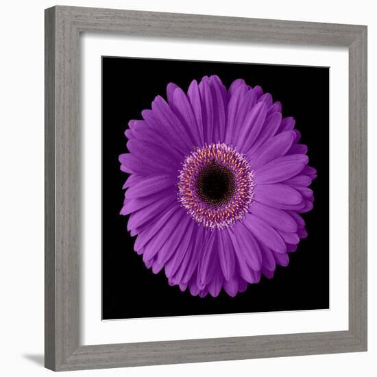 Purple Gerbera Daisy-Jim Christensen-Framed Photographic Print