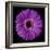 Purple Gerbera Daisy-Jim Christensen-Framed Photographic Print