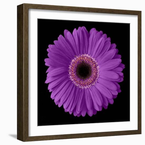 Purple Gerbera Daisy-Jim Christensen-Framed Photographic Print