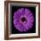 Purple Gerbera Daisy-Jim Christensen-Framed Photographic Print