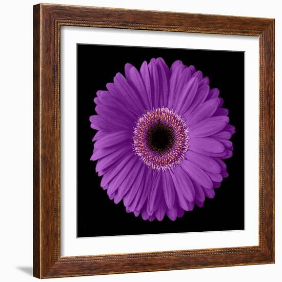 Purple Gerbera Daisy-Jim Christensen-Framed Photographic Print