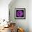 Purple Gerbera Daisy-Jim Christensen-Framed Photographic Print displayed on a wall