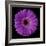 Purple Gerbera Daisy-Jim Christensen-Framed Photographic Print