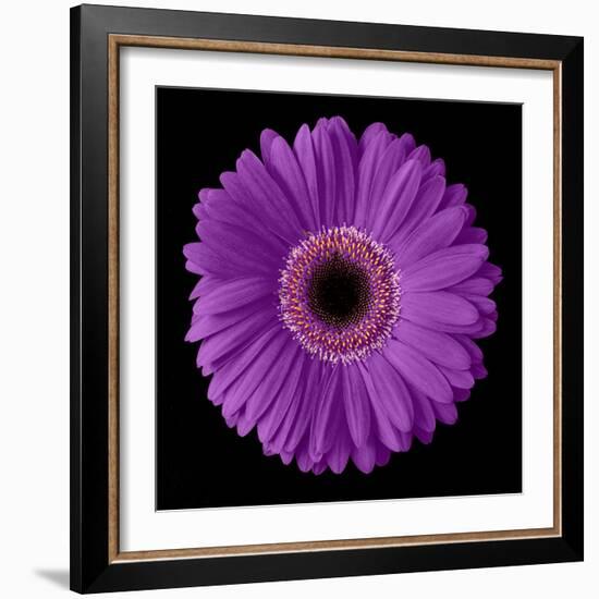 Purple Gerbera Daisy-Jim Christensen-Framed Photographic Print