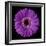 Purple Gerbera Daisy-Jim Christensen-Framed Photographic Print