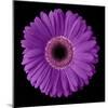 Purple Gerbera Daisy-Jim Christensen-Mounted Photographic Print