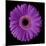 Purple Gerbera Daisy-Jim Christensen-Mounted Photographic Print