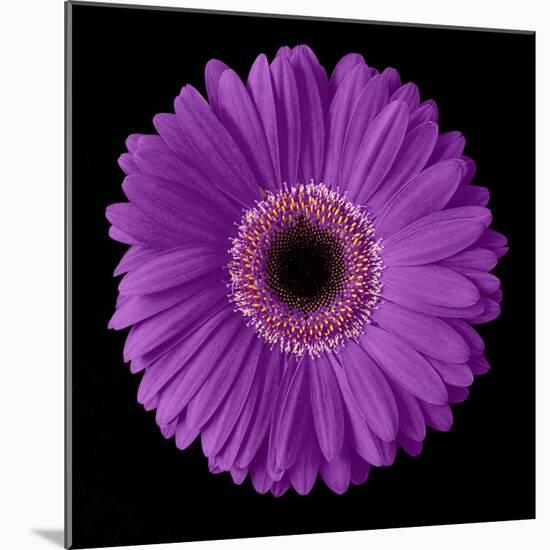 Purple Gerbera Daisy-Jim Christensen-Mounted Photographic Print