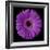 Purple Gerbera Daisy-Jim Christensen-Framed Photographic Print